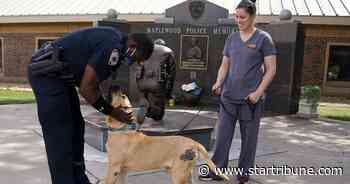 Animal aid groups help give local dogs a new lease on life