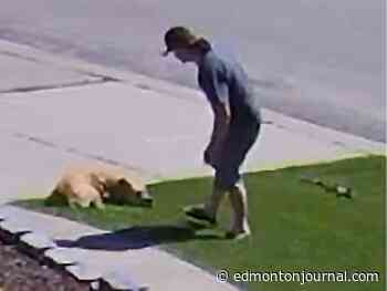 Edmonton city police looking for man connected to animal cruelty investigation - Edmonton Journal
