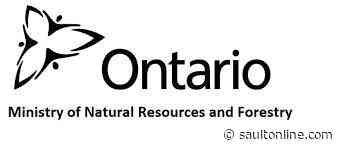 Ontario Releases Plan to Grow and Protect the Forestry Industry and its Forests