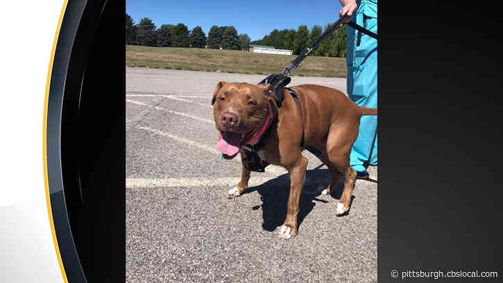 Butler County Humane Society Dog Finally Finds Forever Home After Nearly 2 Years