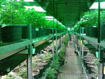 Santa Clara County looking at eliminating medical marijuana ID fee - San José Spotlight