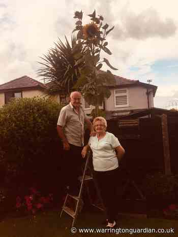 15ft sunflower which is taller than a double decker bus