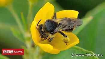 Rare bee species discovered in North Somerset field