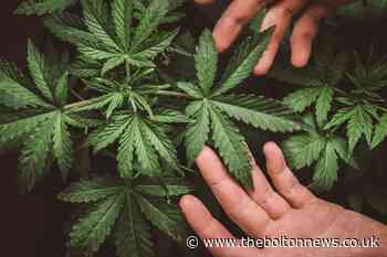 24 cannabis plants: Grower claimed he would smoke them himself