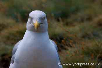 Grants to tackle problem gull mess in North Yorkshire