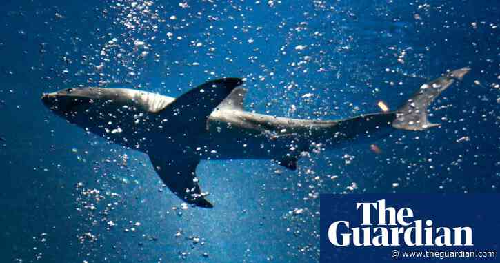 Aquariums report wave of webcam visits amid Covid shutdown