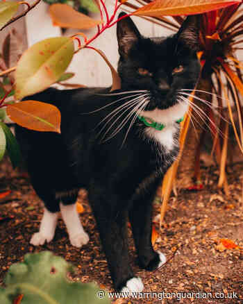 RSPCA investigates after pet cat 'shot dead' in Gorse Covert