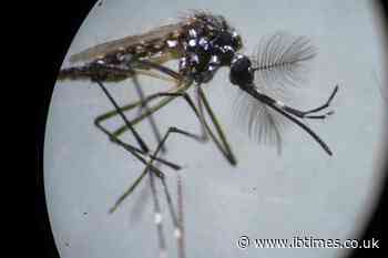 750 million genetically modified mosquitoes have been approved for release in the Florida Keys in 2021