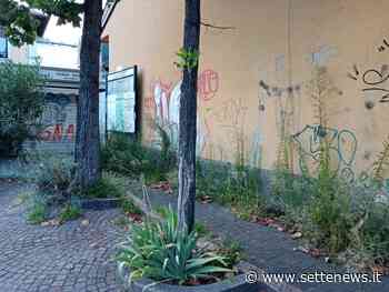 FOTONOTIZIA: Costa troppo tagliare l'erba a Canegrate? - Settenews