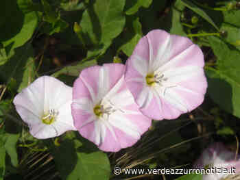 Il convolvolo: l'erba infestante dai bei fiori a campana. - Verde Azzurro Notizie