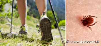 Zecche in montagna, la Sat: "Evitare l'erba alta e controllare sempre corpo e vestiti dopo un'uscita". Ecco anche cosa fare in caso di morso - il Dolomiti