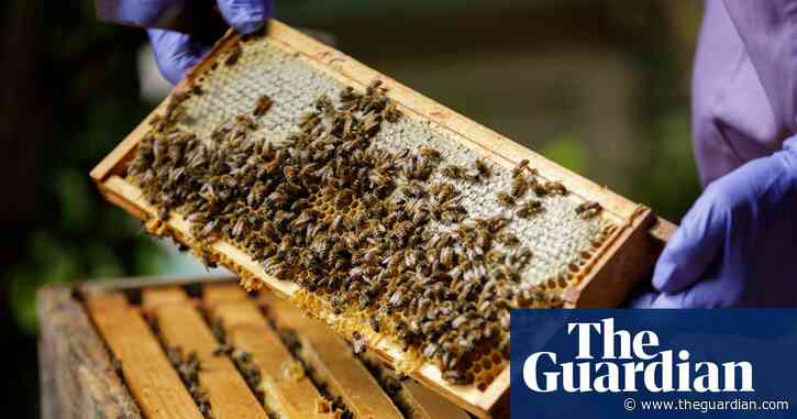 British apiarists knew it all along: honey is the bee's knees