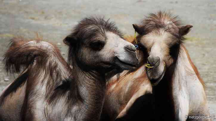 Wochenrückblick KW34: Kein Sommerloch für die Datenschutzbehörden