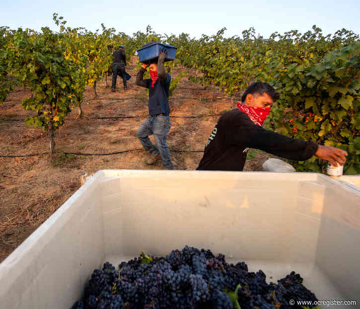 How coronavirus has impacted the harvest at Temecula Valley wineries