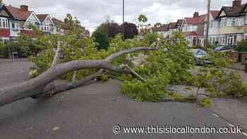 Storm Ellen: Tree falls in Harrow due to strong winds