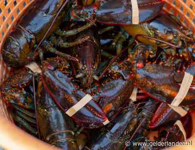 Export talloze producten stuk goedkoper na deal van ‘honderden miljoenen’ tussen EU en VS