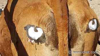 Scientists paint eyes on cow butts (for the animals' own good, really)     - CNET