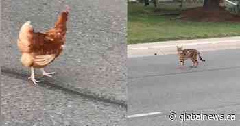 Video shows chicken being chased across the street in Regina’s Albert Park