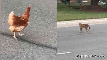 Video shows chicken running away from cat in Regina’s Albert Park