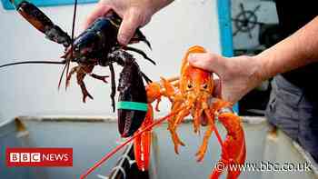 US wins end of EU lobster tariffs in mini trade deal