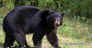 Woman killed in Saskatchewan’s first fatal bear attack since 1983