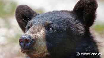 Woman dead after bear attack in northern Sask.: RCMP