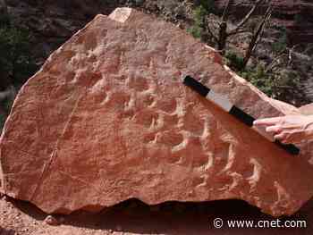 Animal tracks found in the Grand Canyon are the oldest ever, paleontologists say     - CNET