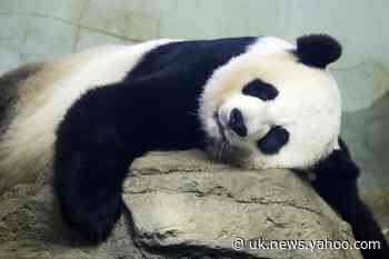 Baby panda could be on the way, mom appears to be in labor