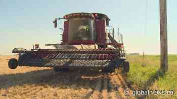 Southern Alberta harvest raises money for Canadian charity fighting food insecurity