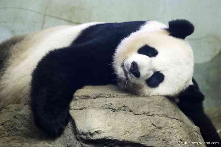 Baby panda born at National Zoo; mom cradling cub