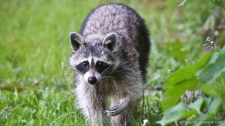 More Than 300,000 Oral Rabies Vaccines To Be Airdropped Across Pittsburgh