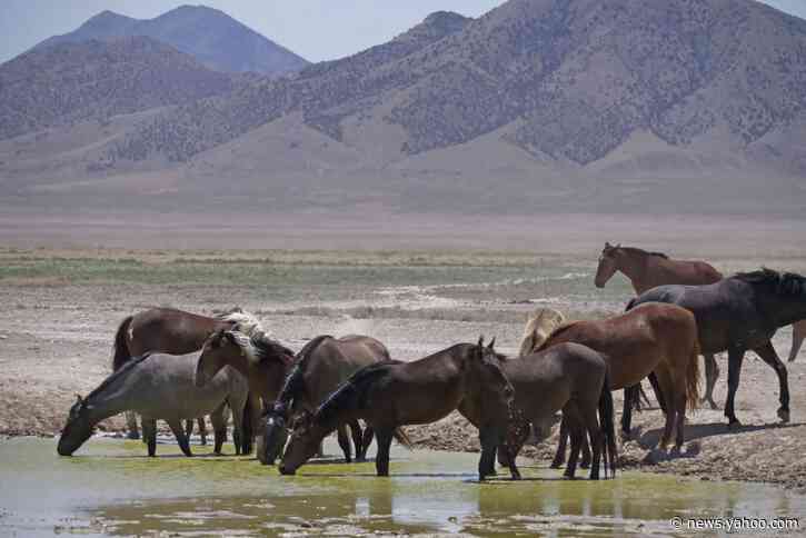 3 large corrals approved for western US wild horse roundups