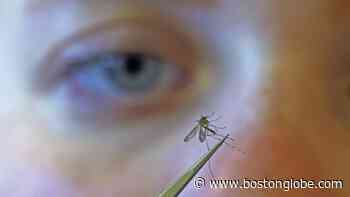 EEE has been found in mosquitoes in Rhode Island for the first time this year - The Boston Globe