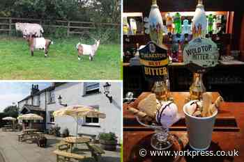 PUB OF THE WEEK: Pygmy goats give warm welcome at Gold Cup