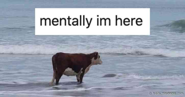 'Mentally I'm here' memes are here to prompt some 2020 introspection