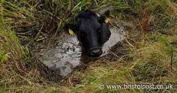 Firefighters use forklift to pull cow from watery ditch