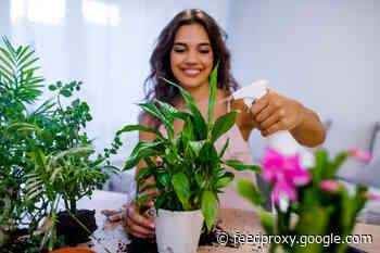 The Budding Plant Parent’s Guide to Fixing Common Houseplant Problems