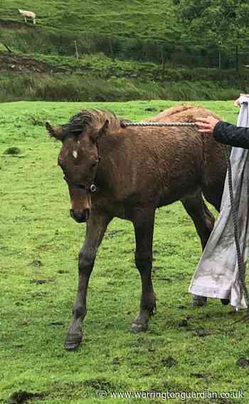 Foal rescued by Warrington fire crew after getting stuck in a well