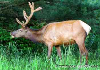 A conservation success story, Pennsylvania elk are threatened by wasting disease