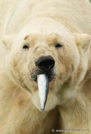 Country's oldest polar bear dies at Yorkshire wildlife park