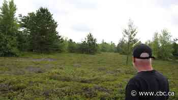 This barren N.S. ecosystem is a rare biodiversity hotspot. Scientists want to preserve it