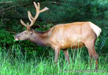 A conservation success story, Pennsylvania elk are now threatened by wasting disease