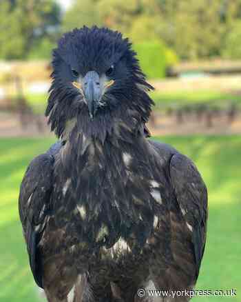 This female bald eagle has just arrived near Thirsk