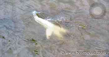 Tourists left shocked as shark bites crab bait in Devon harbour
