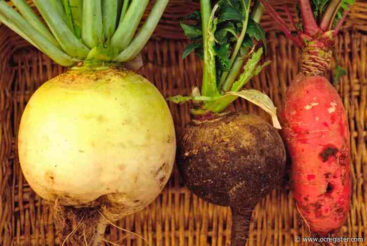 The surprising allure of winter radishes you can grow in your yard