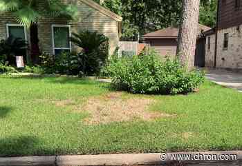 Northwest Houston area residents dealing with pesky sod webworms—again - Chron