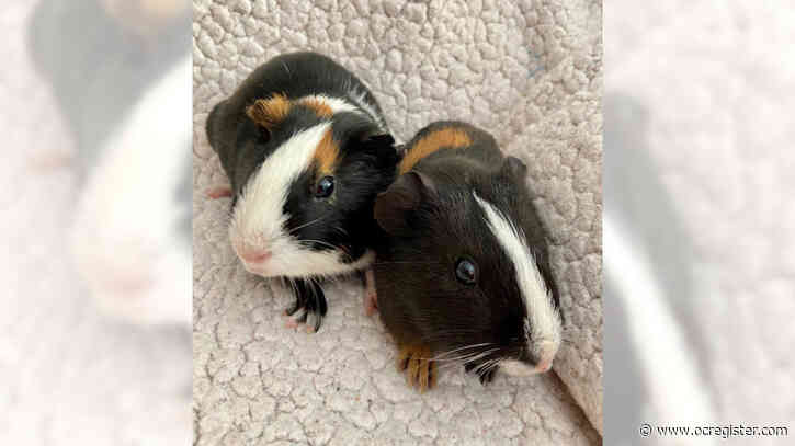 Guinea pigs Bill and Ted are waiting for their excellent adventure