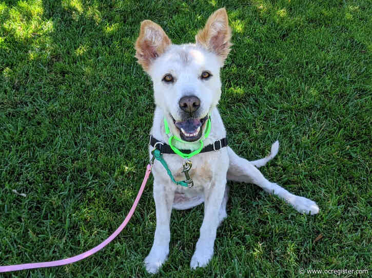 Chow mix Madonna is sweet, endearing