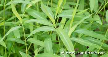 University of Minnesota botanist discovers feared invasive Japanese stiltgrass in Wisconsin