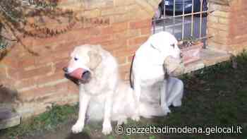Castelvetro: «Così hanno ucciso i miei due cani» - La Gazzetta di Modena